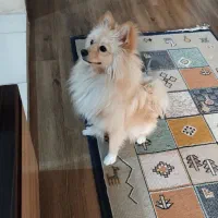 پامر روباهی یک ساله تربیت شده|سگ|شاهینشهر, مسکن مهر|دیوار