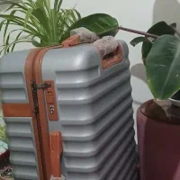 چمدان نشکن سایز متوسط نو هست