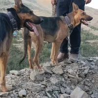 سگ ژرمن|سگ|مشهد, هفت تیر (حافظ)|دیوار