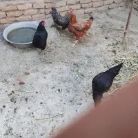 مرغ لاری 2تا مرغ خونگی 2تافروشی