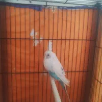 قیمت 150|پرنده|گیان, |دیوار