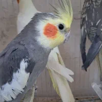 عروس هلندی|پرنده|درگز, |دیوار