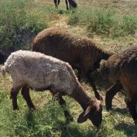 گوسفند،میش و بره اقتصادی