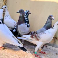 کفتر بوم آلمانی پلنگ ابلغ سار اوغون زاغ سوسکی بزک|پرنده|مشهد, پورسینا|دیوار