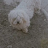 سگ پاکوتا خیلی ناز