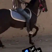 اسب|اسب و تجهیزات اسبسواری|خمینیشهر, |دیوار