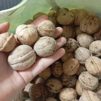 گردوی درجه یک الشتر