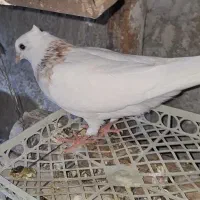 کبوتر رنگی کفتر درجه ۱|پرنده|عسلویه, |دیوار