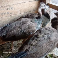 اردکپنگوینییاایستادهجوجهطاووسبوقلمون|حیوانات مزرعه|قم, نخودی|دیوار