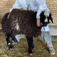 فروش بره و کهره