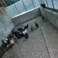 مرغ و خروس محلی