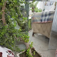 گل خرفه|گل و گیاه طبیعی|سلماس, |دیوار