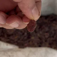 کشمش مویز آفتابی|خوردنی و آشامیدنی|ساری, |دیوار