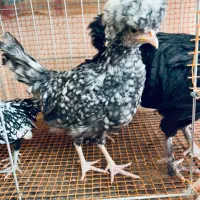 نیمچه لهستانی مرغ و خروس|حیوانات مزرعه|اصفهان, شهرک کوثر|دیوار