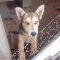 سگ هاسکی ب دلیل‌ نداشتن جا