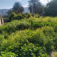 باغبانی هرس و پاکن. قطره ای.اجرا سیستم آبیاری