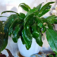 گل های زینتی|گل و گیاه طبیعی|رضوانشهر, |دیوار