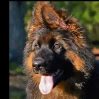 سگ ژرمن شپرد شولاین ۹ماهشه