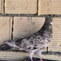 سرور نر|پرنده|اصفهان, شهرستان|دیوار