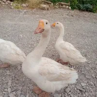دوتاقوغاز۶تااردک اسرائیلی دوتااردک پکنی|حیوانات مزرعه|جوانرود, |دیوار