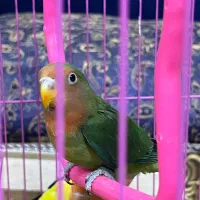 طوطی برزیلی