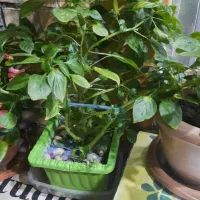 گلدان طبیعی|گل و گیاه طبیعی|نمین, |دیوار