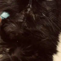 گربه پرشین بریتیش