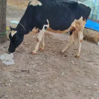 گاو هلشتاین شکم دوم آبستن|حیوانات مزرعه|اردبیل, |دیوار