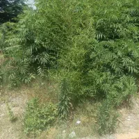 فروش زمین ۲۱۶متر2بر برسازاکازیون شیخ زاهدلاهیجان