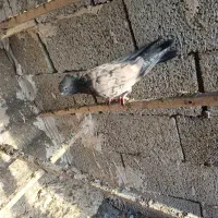 کفتر