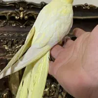 عروس هلندی