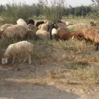 فروش گوسفند زنده (ارکح)نذریات ومصارف