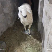 گوسفند و بز مری