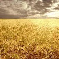 افزایش تناژ برداشت گندم|خدمات باغبانی و درختکاری|بروجن, |دیوار