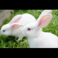 سه خرگوش مولد