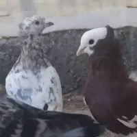 کاکلی هفت رنگ