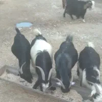 فروش بز وبزغاله