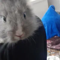 خرگوش لپ لپی ناز|موش و خرگوش|قم, علی آباد سعدگان|دیوار