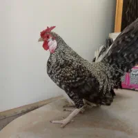 مرغ خروس مینیاتوری کرچ با جوجه|حیوانات مزرعه|قم, شهرک توانیر|دیوار