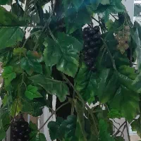 درخت انگور مصنوعی ۹۰سانت هست|گل مصنوعی|شیراز, ارم|دیوار