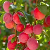 فروش نهال های با اصالت لیبل دار|خدمات باغبانی و درختکاری|اسدآباد, |دیوار