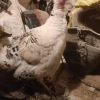 بوقلمون زنده|حیوانات مزرعه|نیشابور, گنبد سبز|دیوار