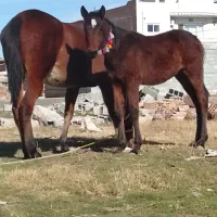 اسب مادیان کوره دار ترکمن دوخون اصیل