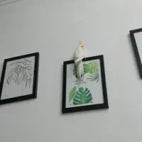 عروس هلندی|پرنده|نیشابور, کوی یغما|دیوار