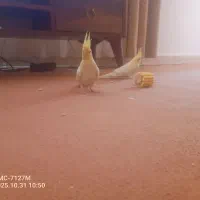 عروس هلندی ومرغ عشق