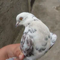 کبوتر تهرانی