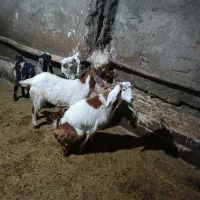 سه راس بزغاله ماده|حیوانات مزرعه|شیروان (لرستان), |دیوار