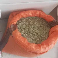 عدس محلی دیم