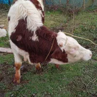 یک عدد گاو ورزا سیمینتال قرمز درجه یک