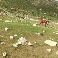 حیوان|اسب و تجهیزات اسب‌سواری|اهواز, چهارصد دستگاه|دیوار